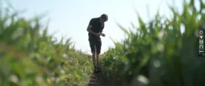 Theo Apeldoorn controleert het gewas