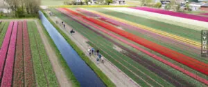 Tijdens Bloeiend Zijpe kunnen ge&iuml;nteresseerden tussen de tulpenvelden door lopen en informatie krijgen van de kwekers.