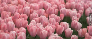 Nederlandse tulpenkwekers doen veel onderzoek naar methoden om de bollen weerbaarder te maken.